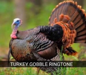 turkey-gobble-ringtone